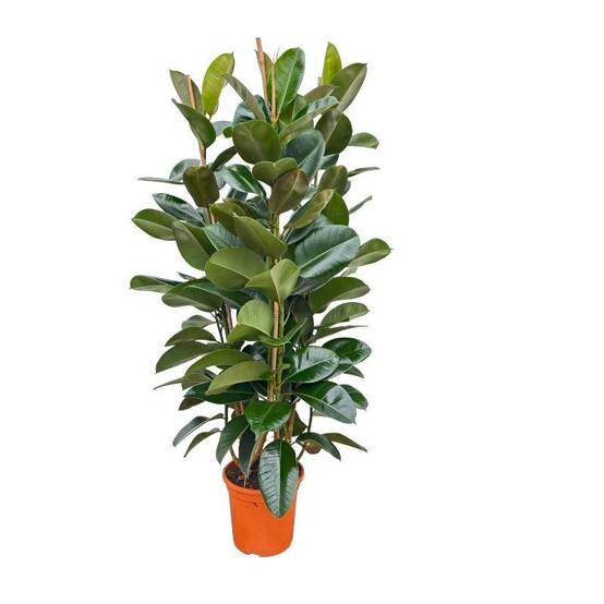 La Green Touch - Ficus elastica Robusta buissonnant - Caoutchouc - H 140 cm, pot Ø27 cm