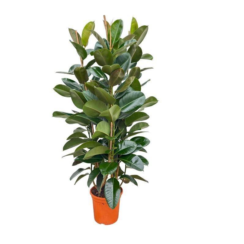 La Green Touch - Ficus elastica Robusta buissonnant - Caoutchouc - H 140 cm, pot Ø27 cm
