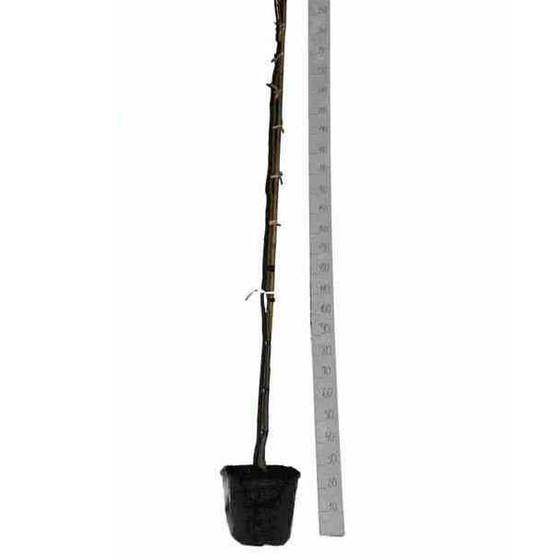 0 - Albizia julibrissin (Arbre à soie rose - Acacia de Constantinople) Pot de 30L 200cm - Image 1
