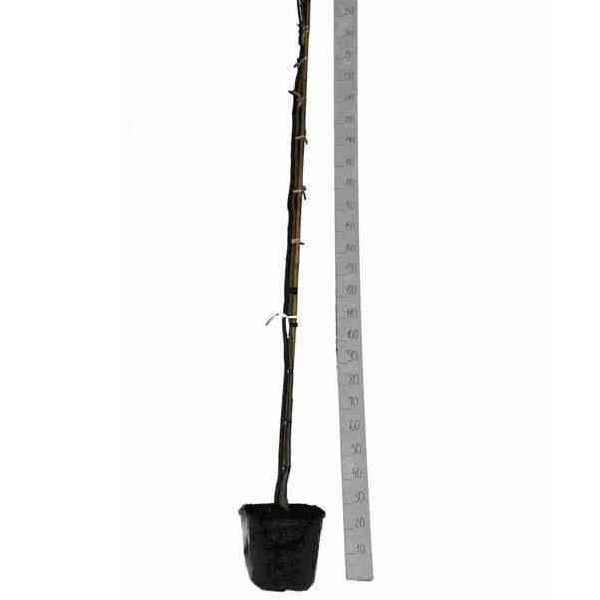 0 - Albizia julibrissin (Arbre à soie rose - Acacia de Constantinople) Pot de 30L 200cm - Image 1