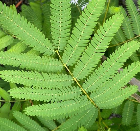 0 - Albizia julibrissin (Arbre à soie rose - Acacia de Constantinople) Pot de 30L 200cm - Image 3