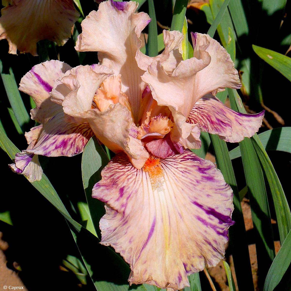 Promesse de Fleurs - Iris germanica Brindled Beauty - Iris des Jardins Rhizome, Calibre 10/15, qualité extra