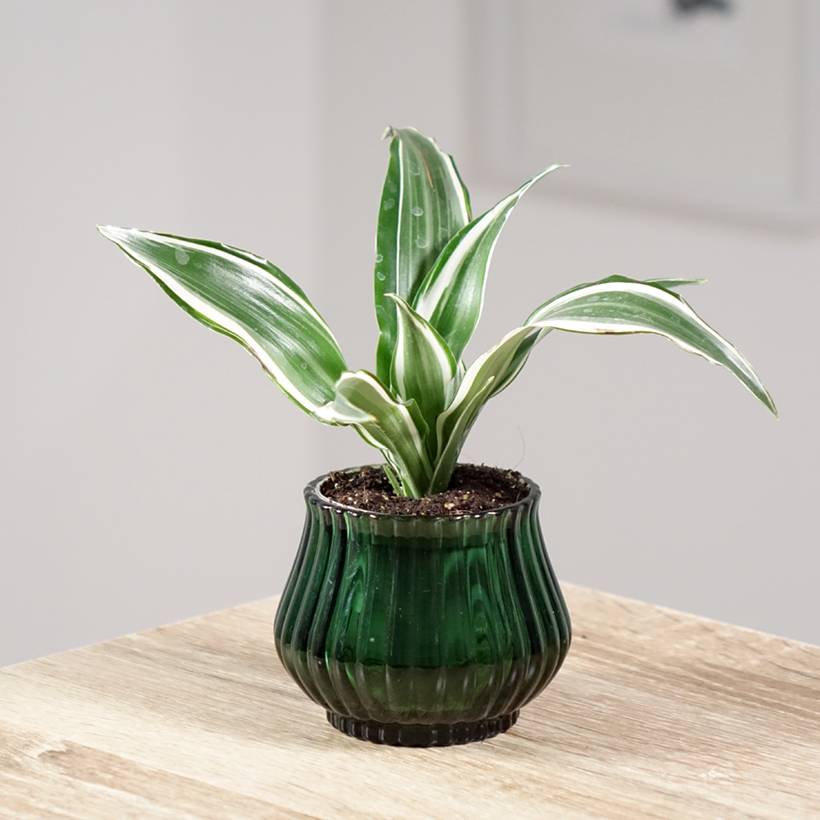 Dracaena White Jewel - Dragonnier Mini-plante - Gamm vert