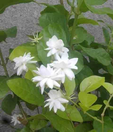Sans Marque - Jasminum sambac (Jasmin d'Arabie) Couleur floraison:Blanc - Taille:Pot de 2 litres ? 40/60 cm - Image 2