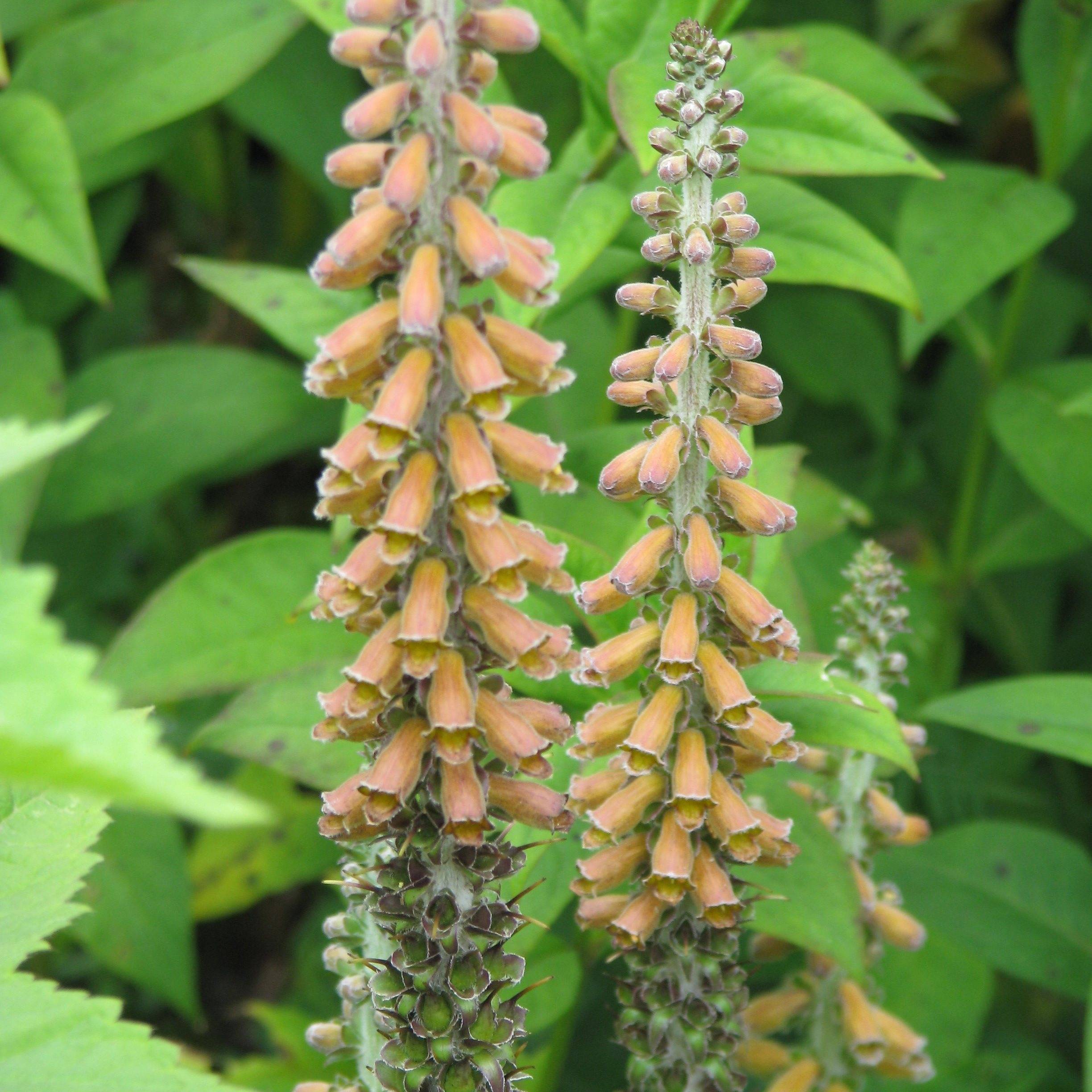 Digitale - Digitalis parviflora Godet de 8/9 cm
