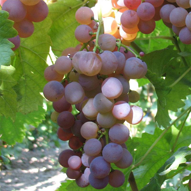 Promesse de Fleurs - Vigne Chasselas Rose Pot de 2L/3L