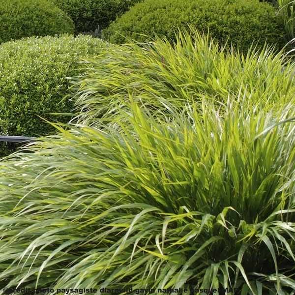 Herbe du Japon - Hakonechloa macra Godet de 8/9 cm