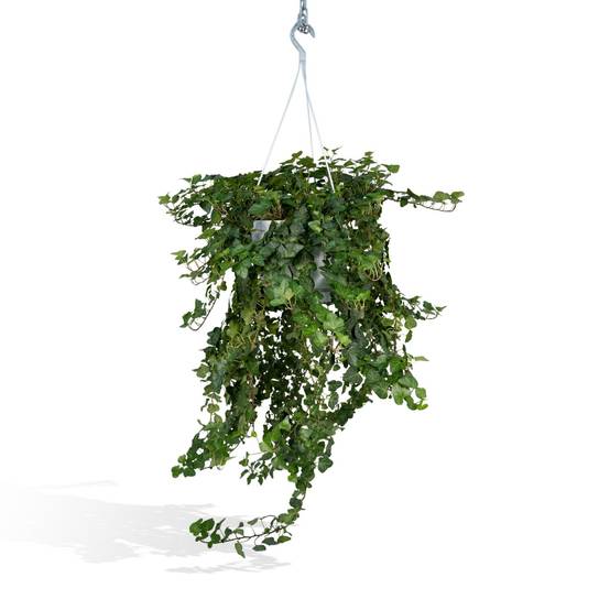 Hedera Wonder Vert - D24 H70cm - Image 1