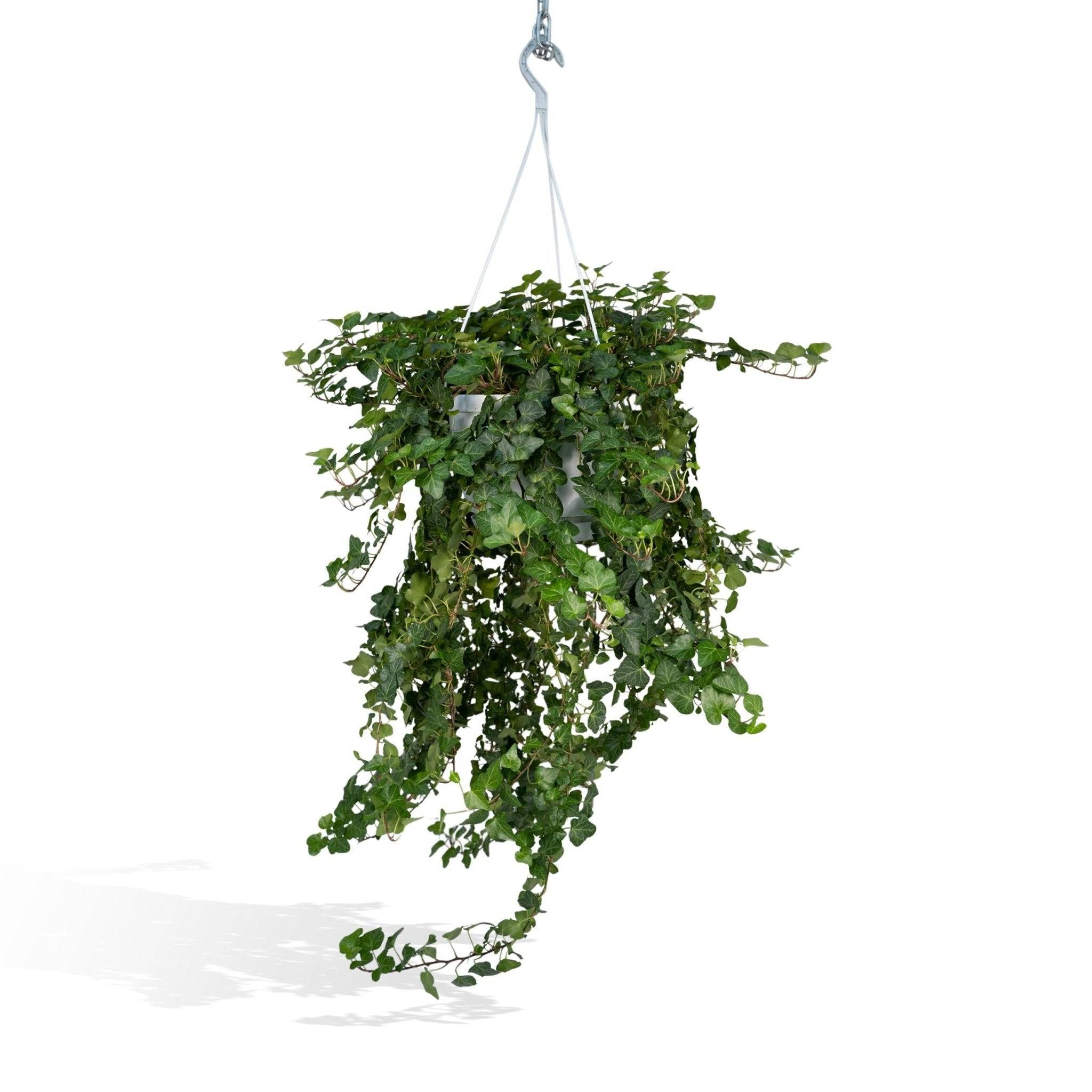 Hedera Wonder Vert - D24 H70cm - Image 1