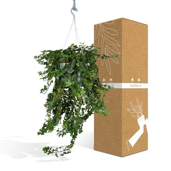 Hedera Wonder Vert - D24 H70cm - Image 4
