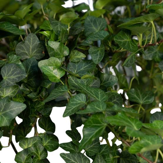Hedera Wonder Vert - D24 H70cm - Image 2