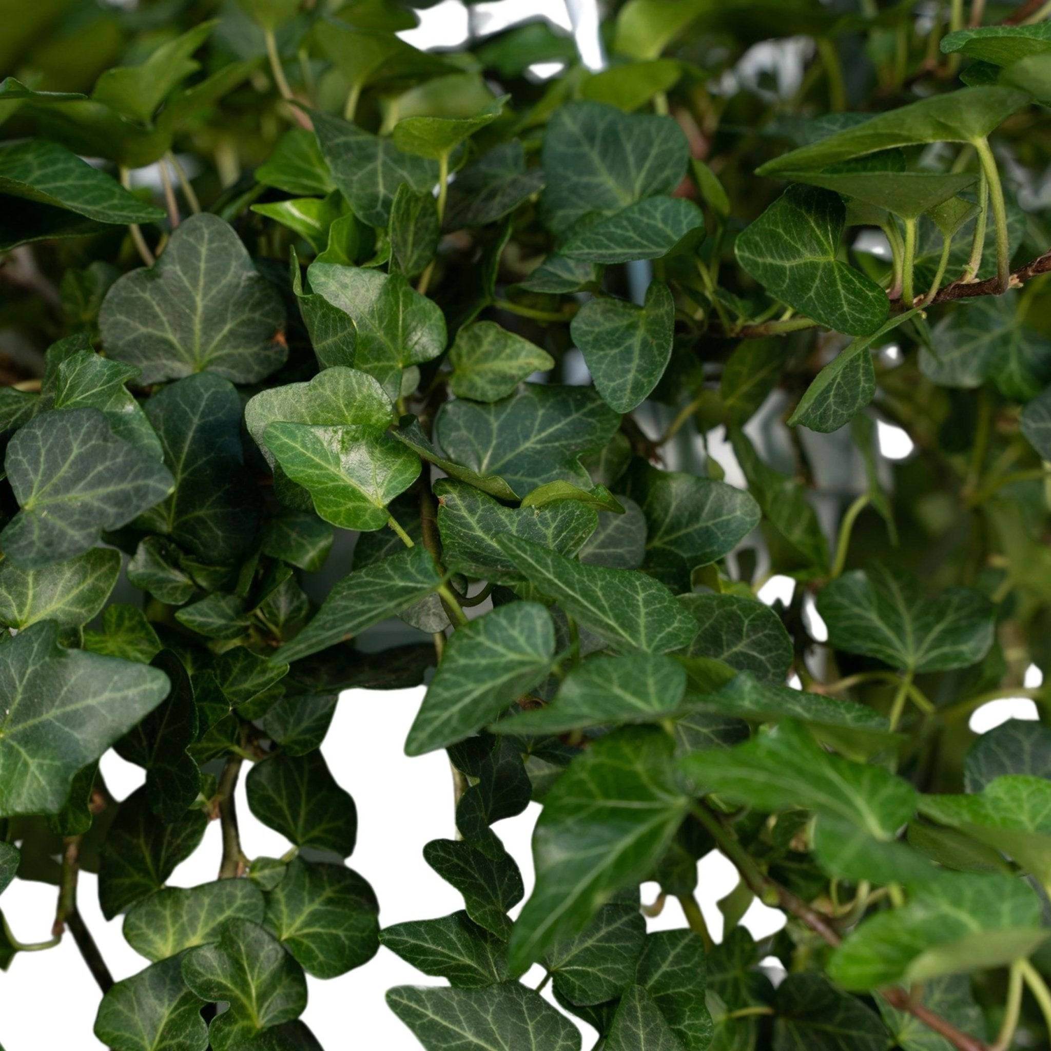 Hedera Wonder Vert - D24 H70cm - Image 2