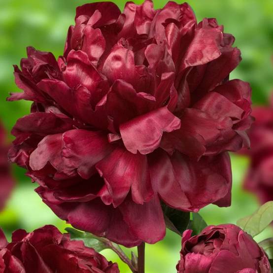 Promesse de Fleurs - Pivoine lactiflora Françoise Ortegat Pot de 3L/4L