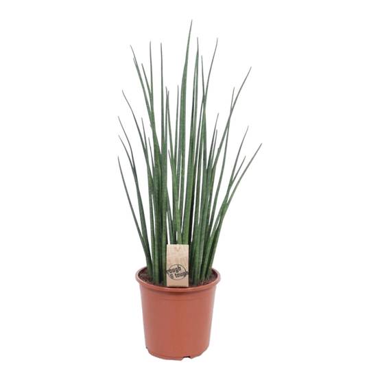 Sansevieria Mikado - D19 H70cm