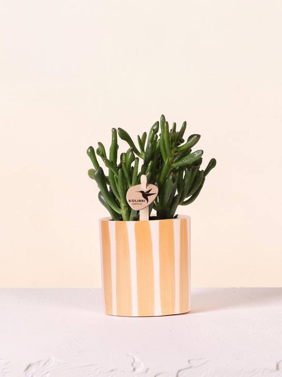 Succulente Crassula Hobbit + Pot Painted Stripe Orange - Image 1