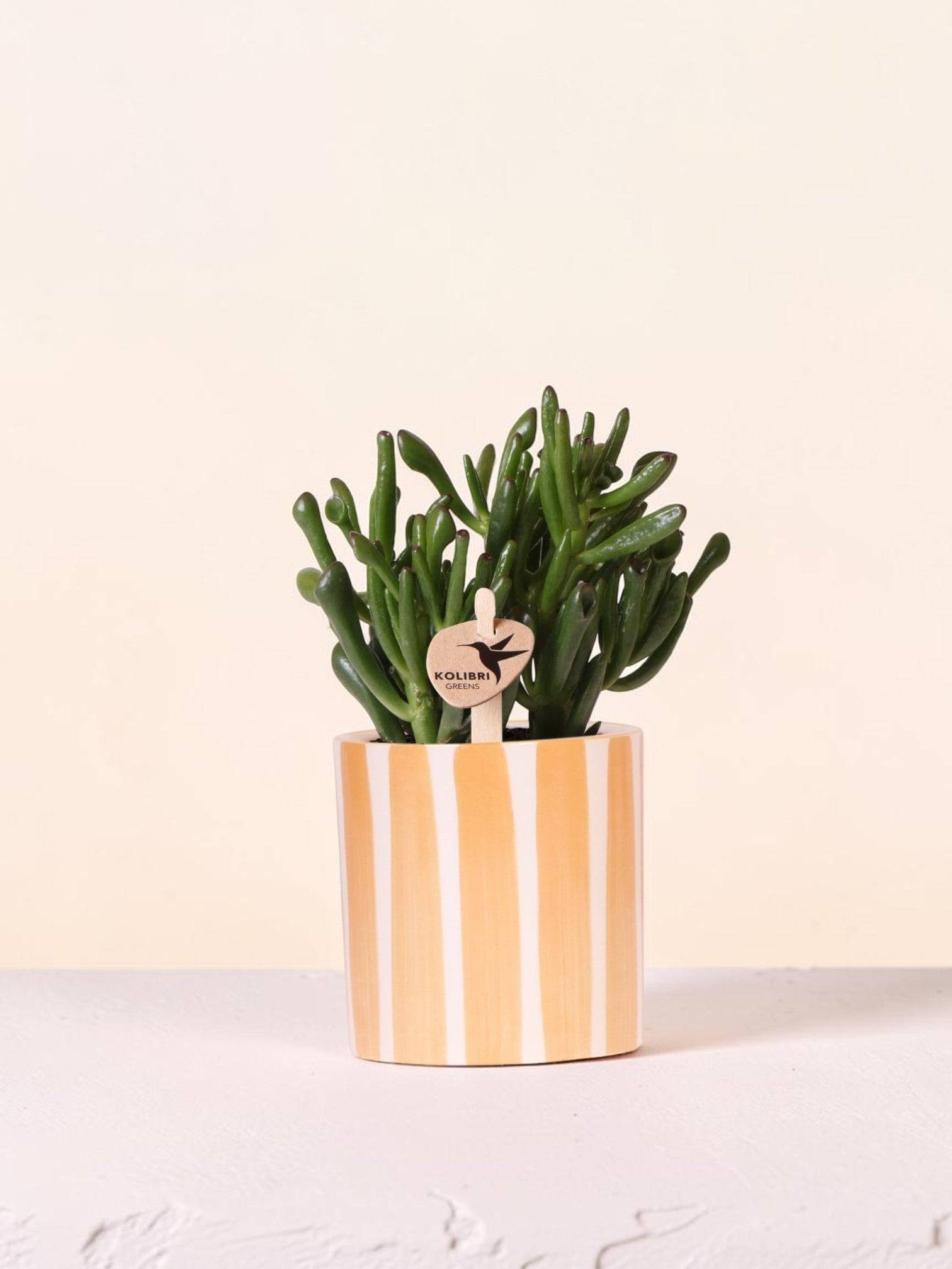Succulente Crassula Hobbit + Pot Painted Stripe Orange - Image 1