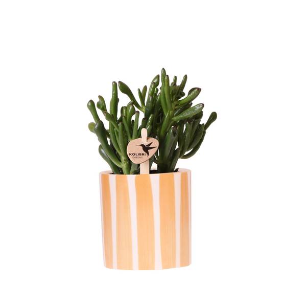 Succulente Crassula Hobbit + Pot Painted Stripe Orange - Image 2