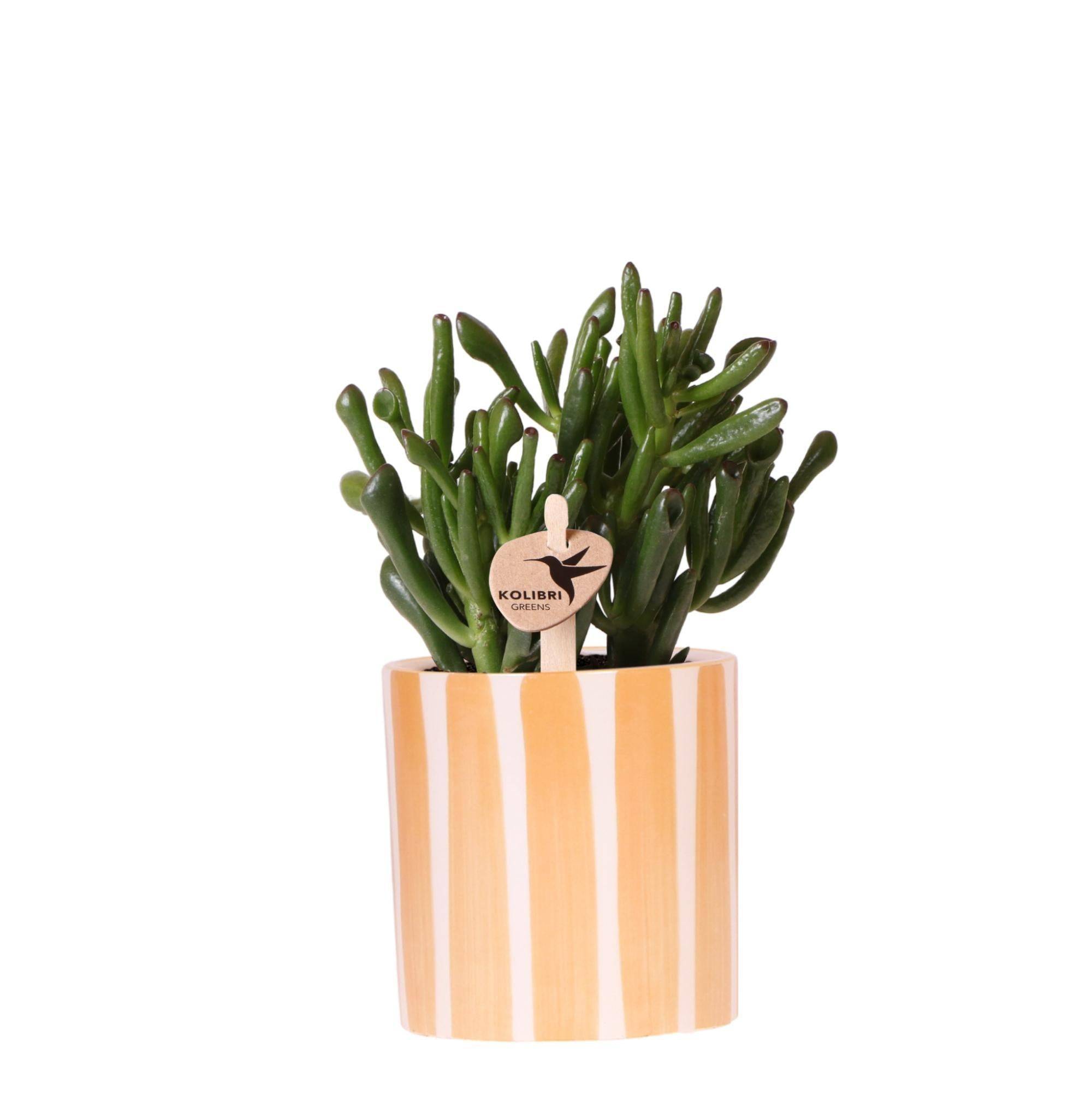 Succulente Crassula Hobbit + Pot Painted Stripe Orange - Image 2