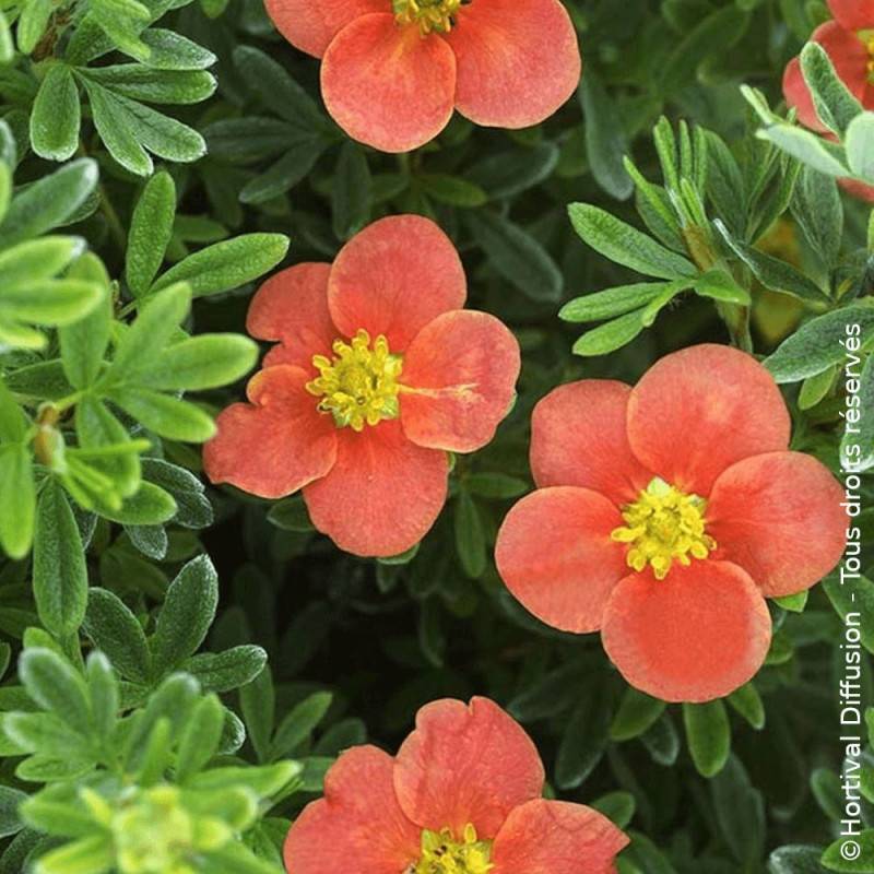 Potentille arbustive Red'issima®, Potentilla à fleurs Rouge - feuillage Caduc - Pot de 3L - 20/40 cm- hauteur à maturité De 0,50 m à 1,00 m