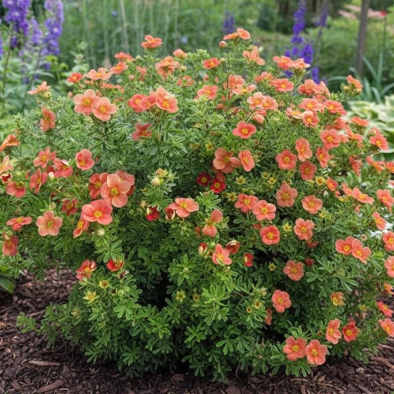 Potentille arbustive Red'issima®, Potentilla à fleurs Rouge - feuillage Caduc - Pot de 3L - 20/40 cm- hauteur à maturité De 0,50 m à 1,00 m - Image 3
