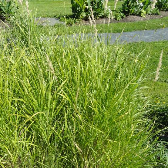 Bouteloua curtipendula Godet de 8/9 cm
