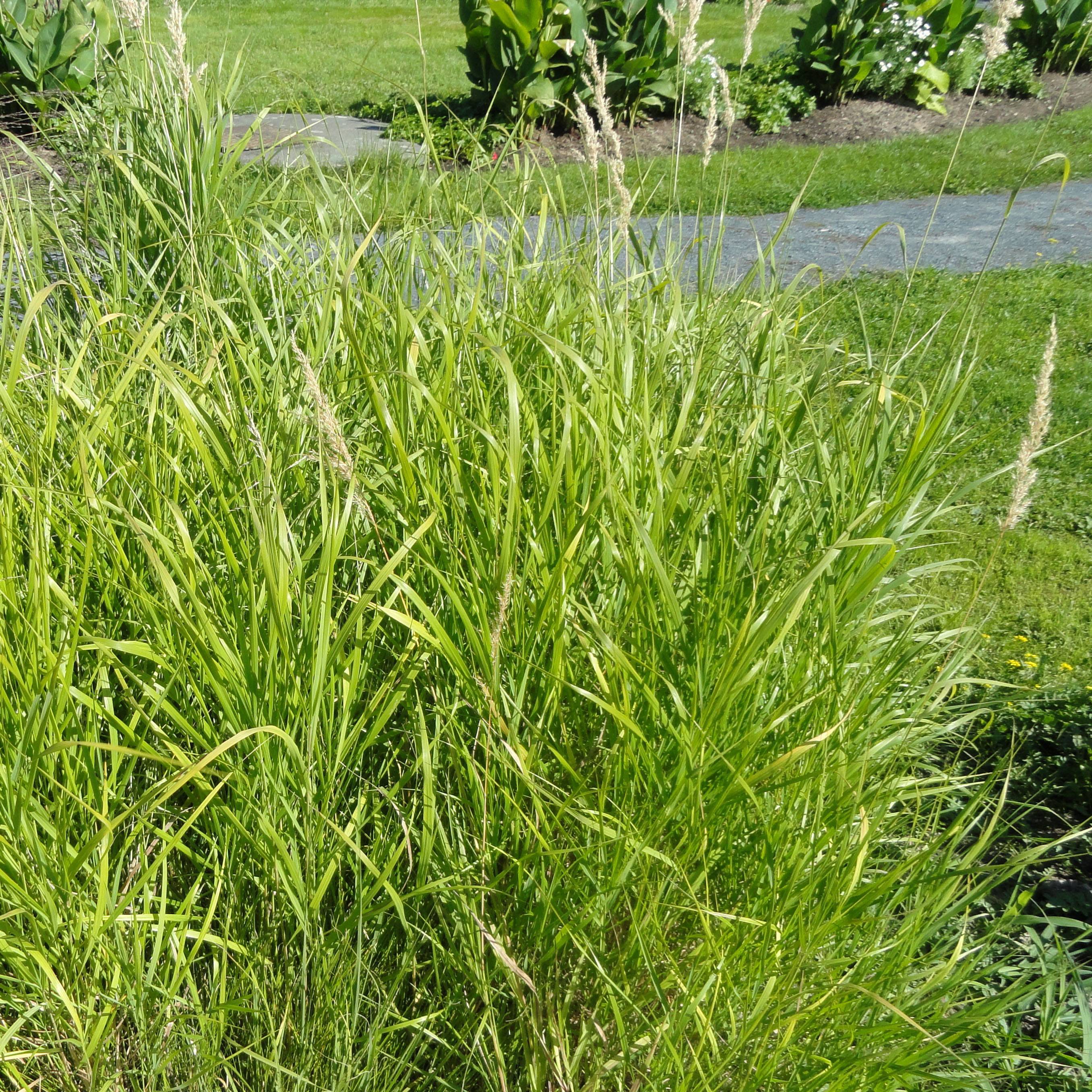 Bouteloua curtipendula Godet de 8/9 cm