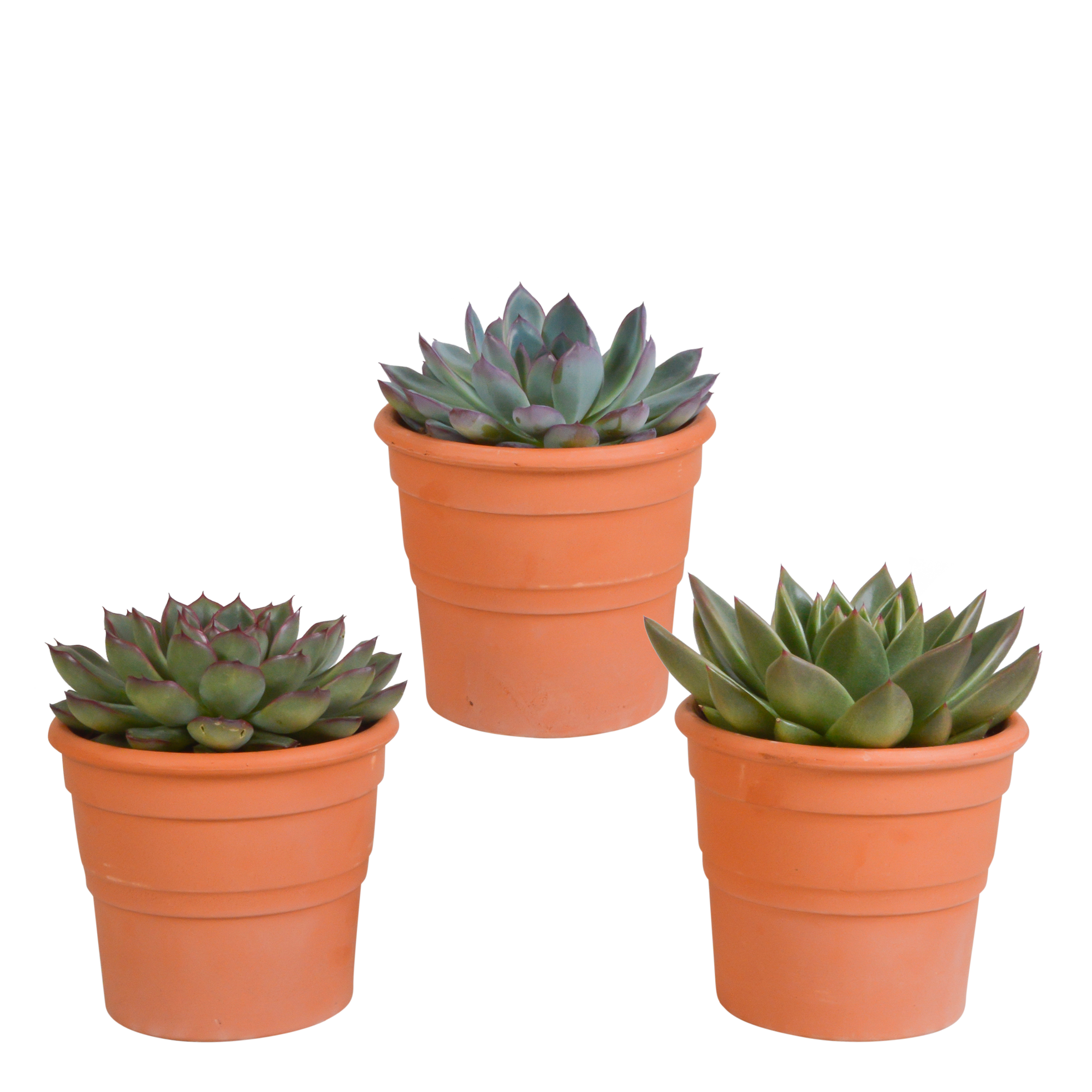 3x Mélange d'échéverias - en pot terracotta - Ø8,5cm - ↕21cm - Plantes d’intérieur