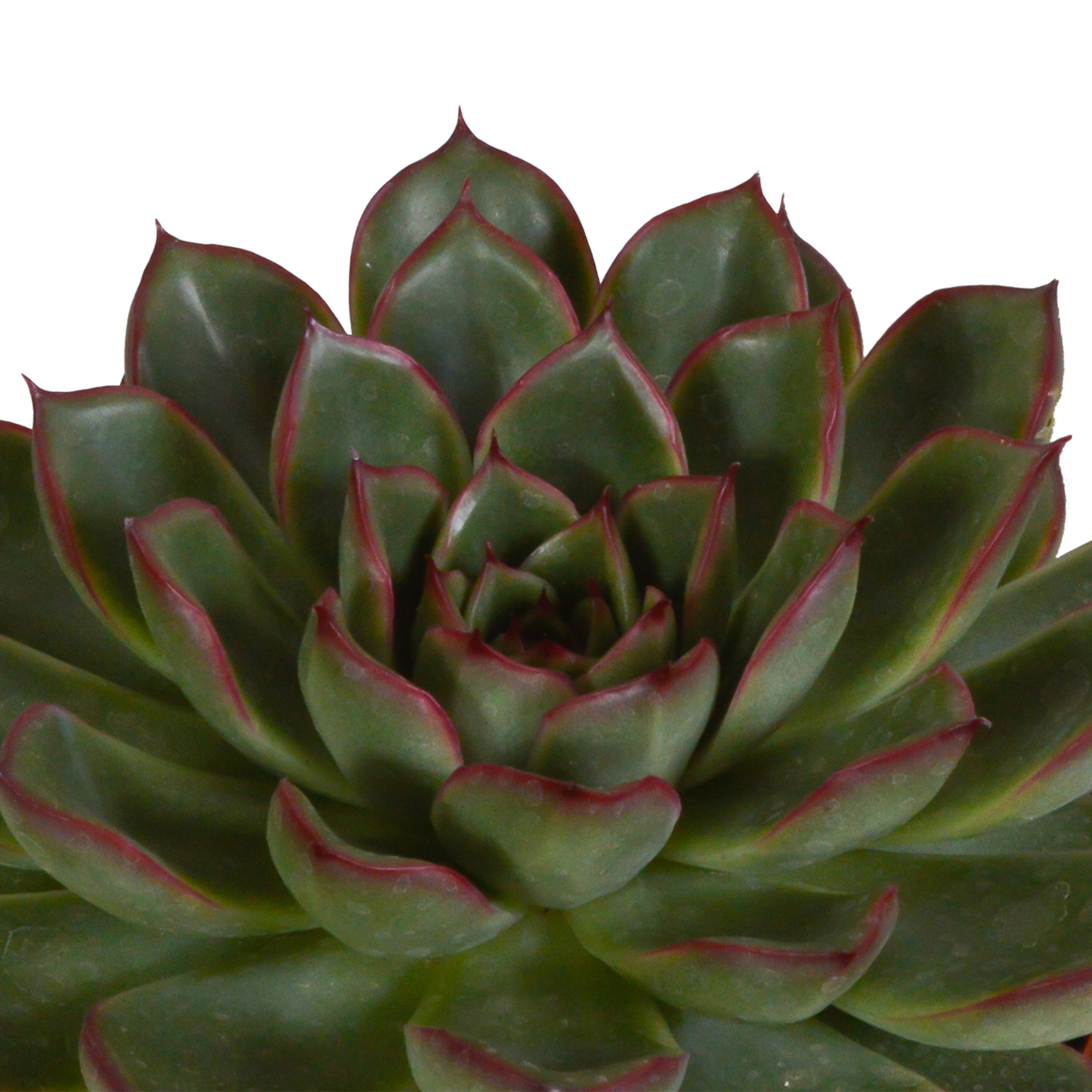 3x Mélange d'échéverias - en pot terracotta - Ø8,5cm - ↕21cm - Plantes d’intérieur - Image 6