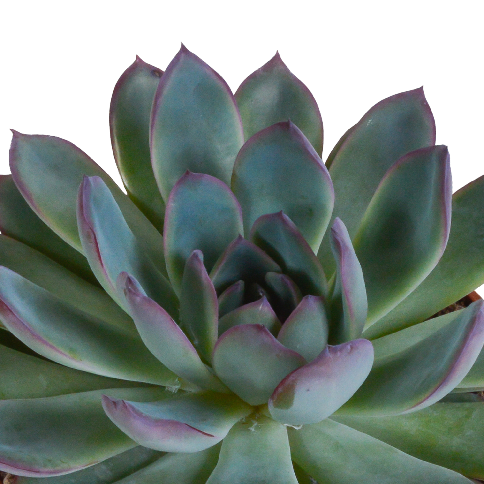 3x Mélange d'échéverias - en pot terracotta - Ø8,5cm - ↕21cm - Plantes d’intérieur - Image 4
