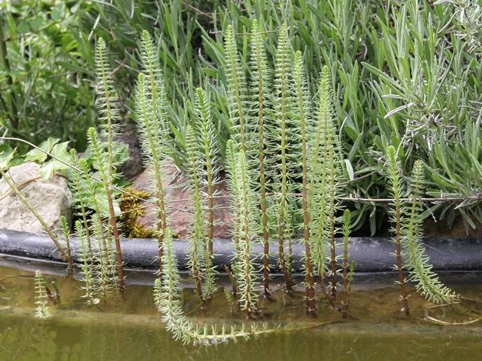 Hippuris vulgaris - Pesse d'eau Godet de 8/9 cm