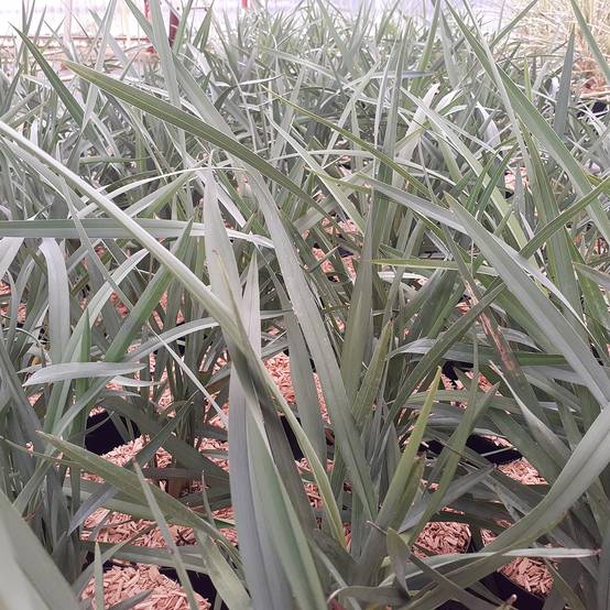 Dianella caerulea Cassa Blue Pot de 2L/3L