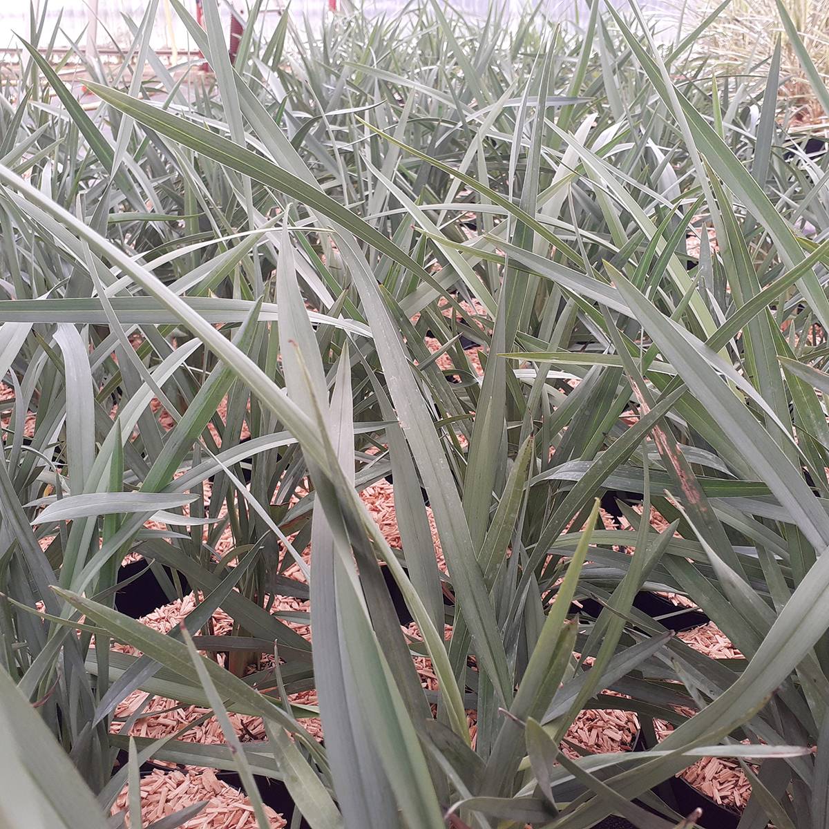Dianella caerulea Cassa Blue Pot de 2L/3L