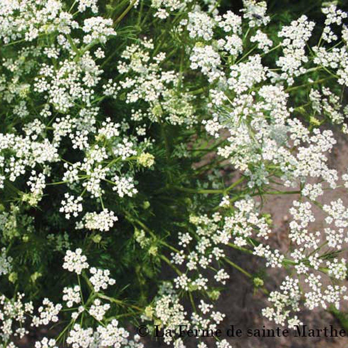 Promesse de Fleurs - Cumin des prés ou Carvi Bio - Ferme de Sainte Marthe le sachet de graines de 1 grammes