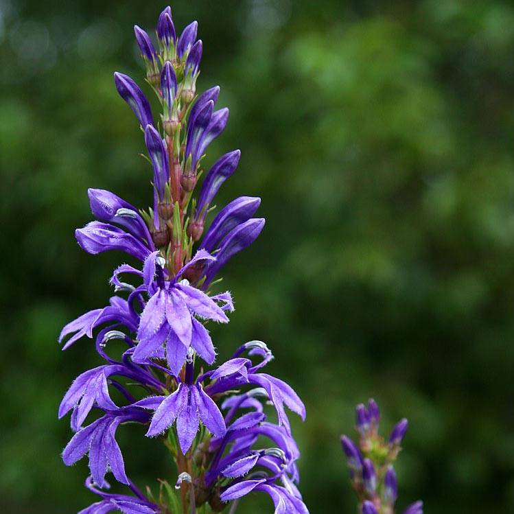 Promesse de Fleurs - Lobelia sessilifolia Godet de 8/9 cm