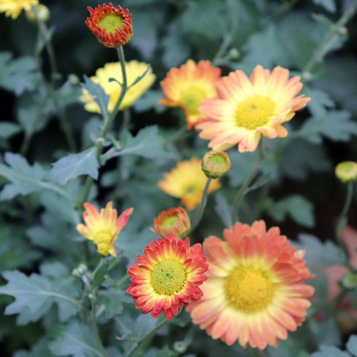 Promesse de Fleurs - Chrysanthème rubellum Dernier Soleil - Marguerite d'automne. Godet de 8/9 cm