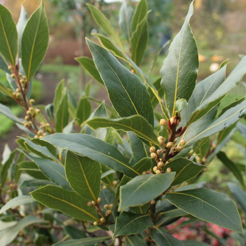 Laurier Sauce (Laurus Nobilis) - Godet - Taille 15/30cm - Pépinières Naudet - Image 1