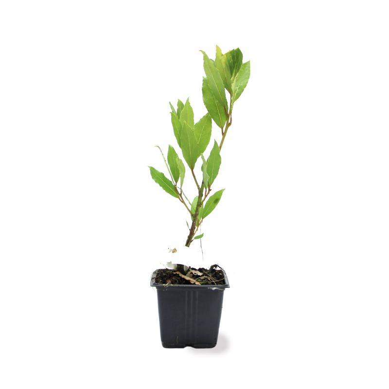 Laurier Sauce (Laurus Nobilis) - Godet - Taille 15/30cm - Pépinières Naudet - Image 2