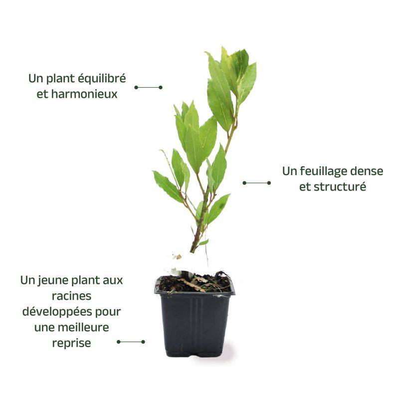 Laurier Sauce (Laurus Nobilis) - Godet - Taille 15/30cm - Pépinières Naudet - Image 3
