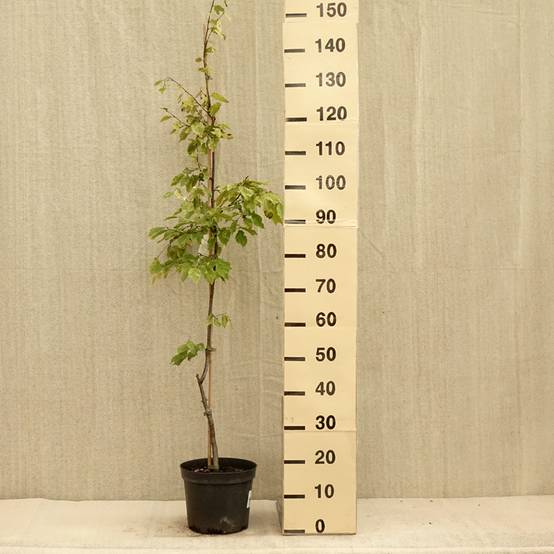 Promesse de Fleurs - Carpinus betulus Foliis Argenteovariegatis Pendula Pot de 4L/5L - Image 2