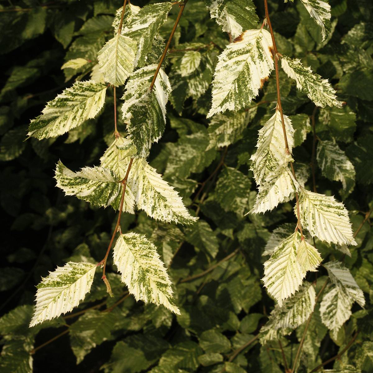Promesse de Fleurs - Carpinus betulus Foliis Argenteovariegatis Pendula  Pot de 4L/5L