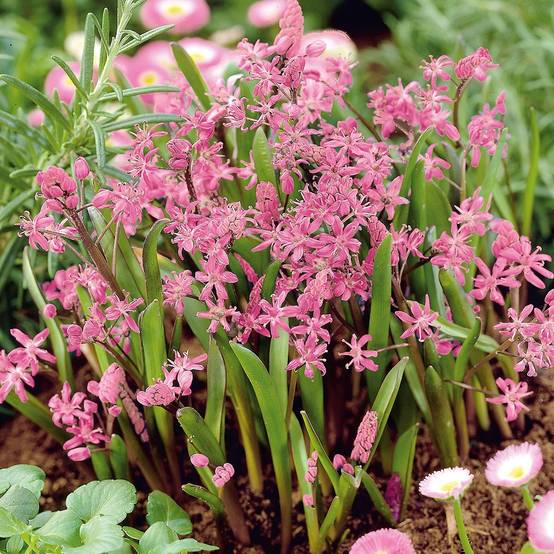 Promesse de Fleurs - Scille à deux feuilles - Scilla bifolia Rosea Bulbe calibre 4+ (par 25)
