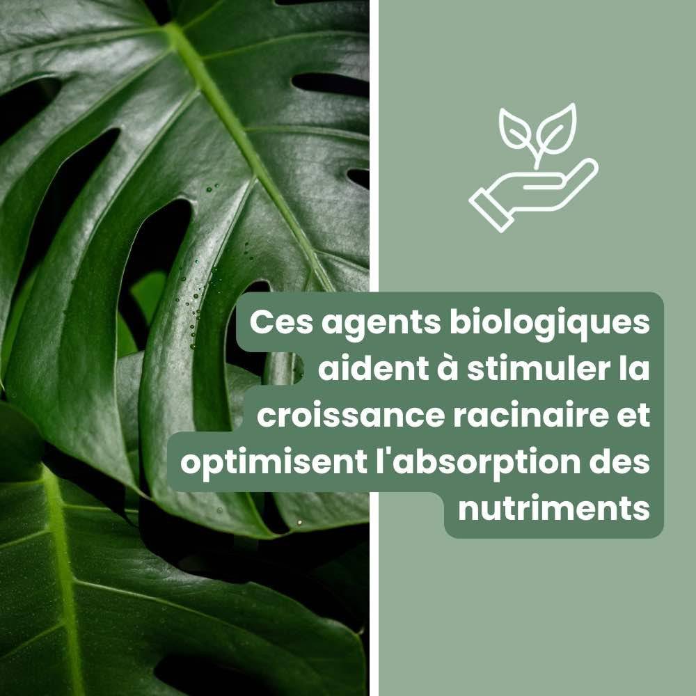Terreau monstera - Enrichi en mycorhize et bacillus - Substrat Aracées - 4L - Terreau rempotage - Image 5