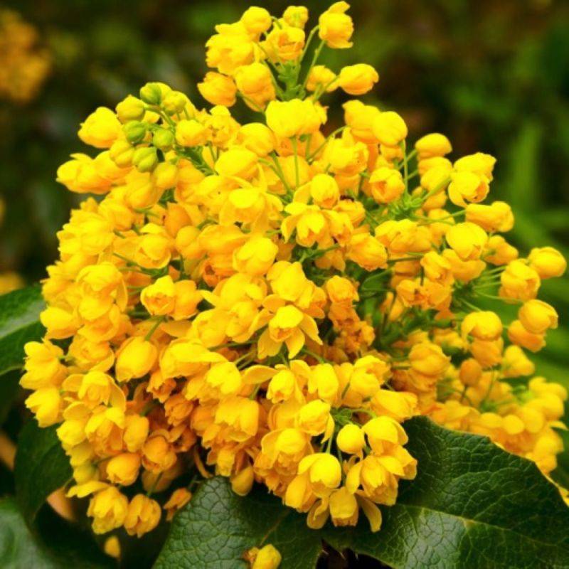 Mahonia faux houx (Mahonia 'Aquifolium) - Godet - Taille 20/40cm - Pépinières Naudet
