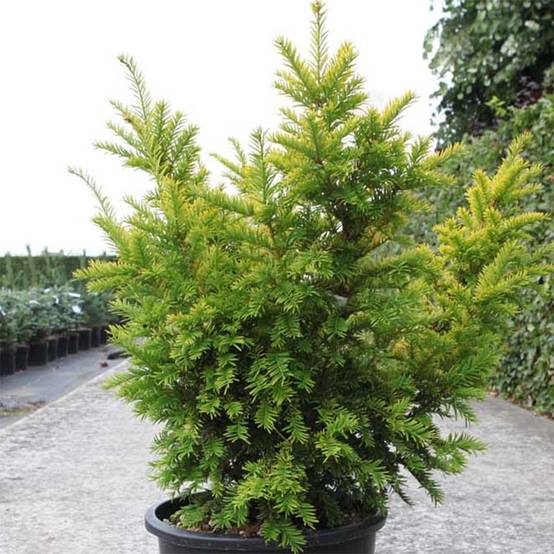 Taxus baccata Semperaurea - If commun doré. Pot de 2L/3L - Image 1