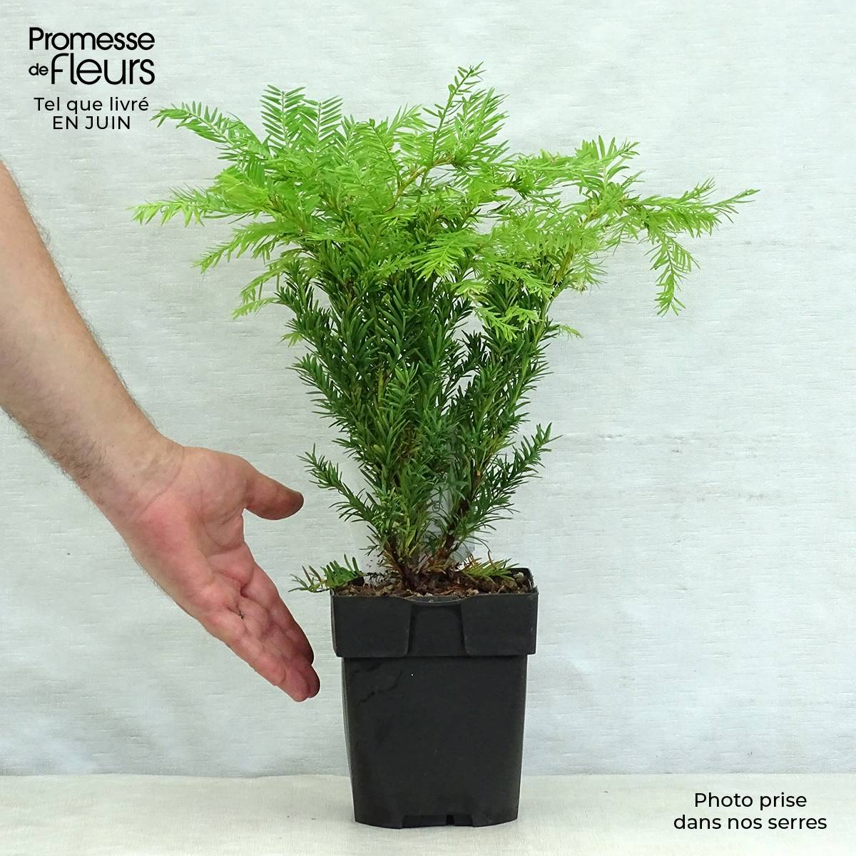 Taxus baccata Semperaurea - If commun doré. Pot de 2L/3L - Image 2