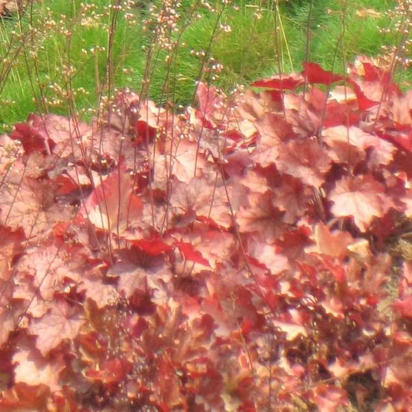 Heuchère - Heuchera Cherry Cola Pot de 1,5L/2L