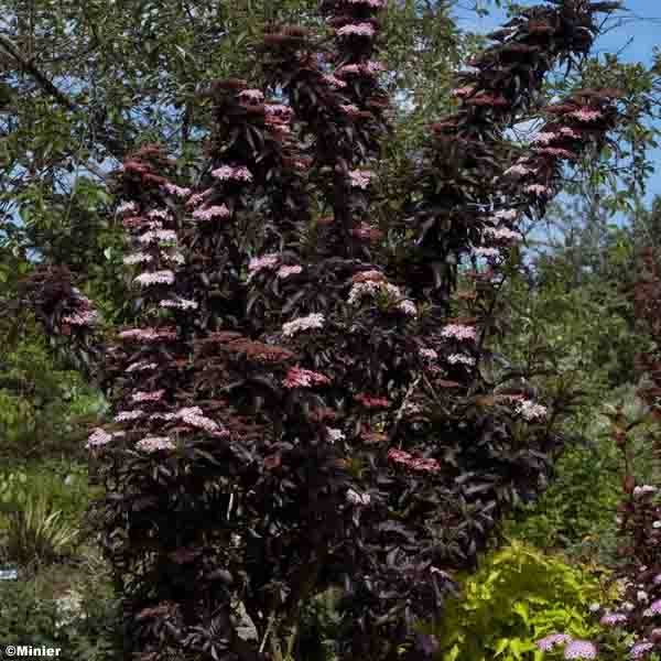 Sureau noir - Sambucus nigra Black Tower Pot de 7,5L/10L - Image 1