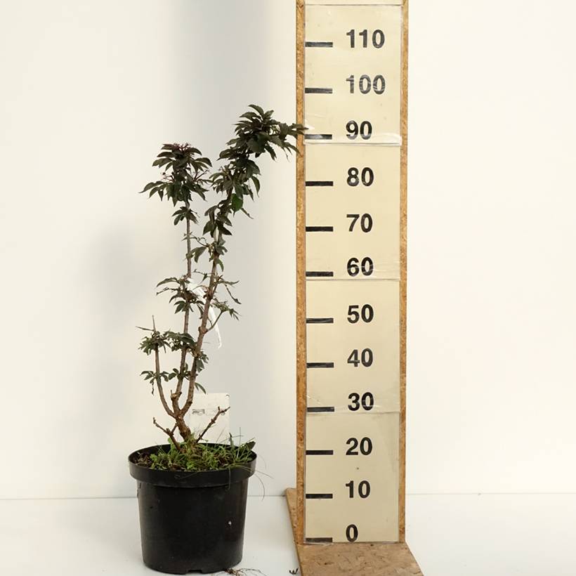 Sureau noir - Sambucus nigra Black Tower Pot de 7,5L/10L - Image 2