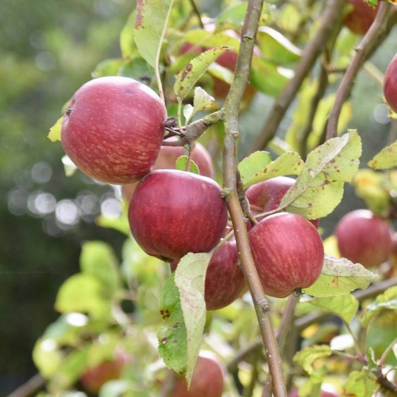 Pommier Api Rose - Bon rendement - Pot de 15L - 1/2 tige - 150/175 cm - De 3,00 m à 5,00 m - Image 1