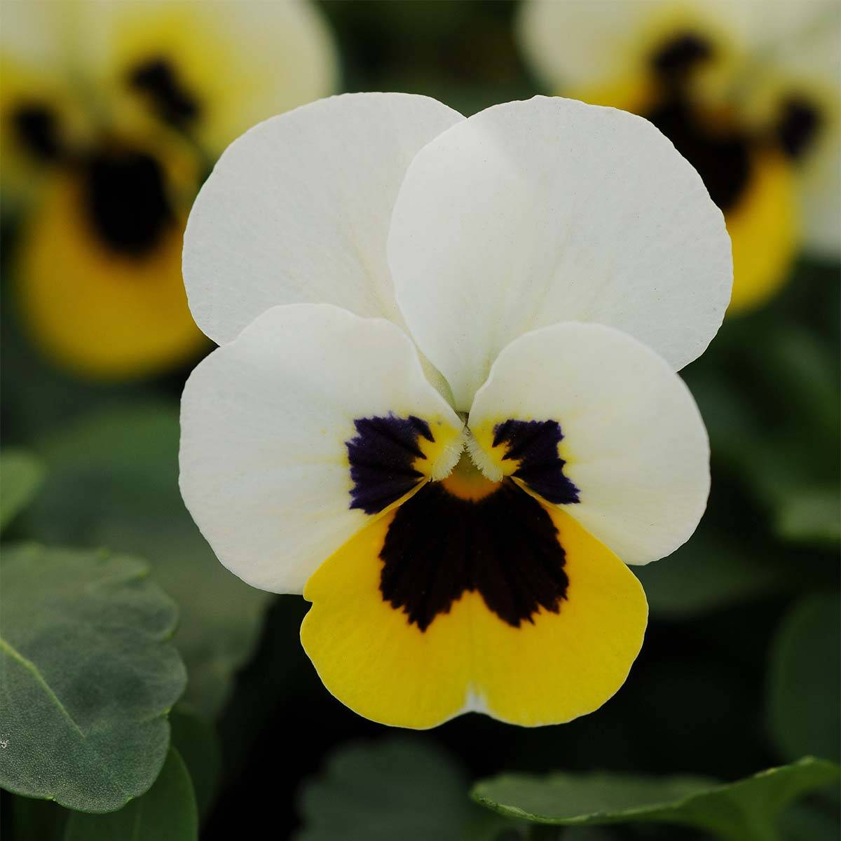 Promesse de Fleurs - Violette cornue Sorbet XP Lemon Ice Blotch - Viola cornuta  Mini-motte Ø 1,5/2,5 cm, Plant vert de 3 à 5 cm de haut environ (par 5)